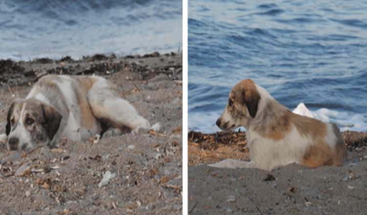 Bezpański pies, który goni kobietę na plaży, okazuje się skarbem w przebraniu