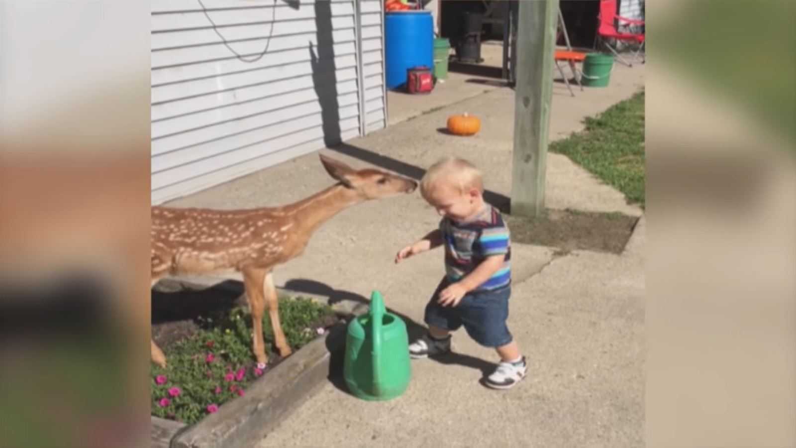 Mały chłopiec zaprzyjaźnia się z jeleniem i dostaje w zamian znacznie więcej, niż się spodziewał