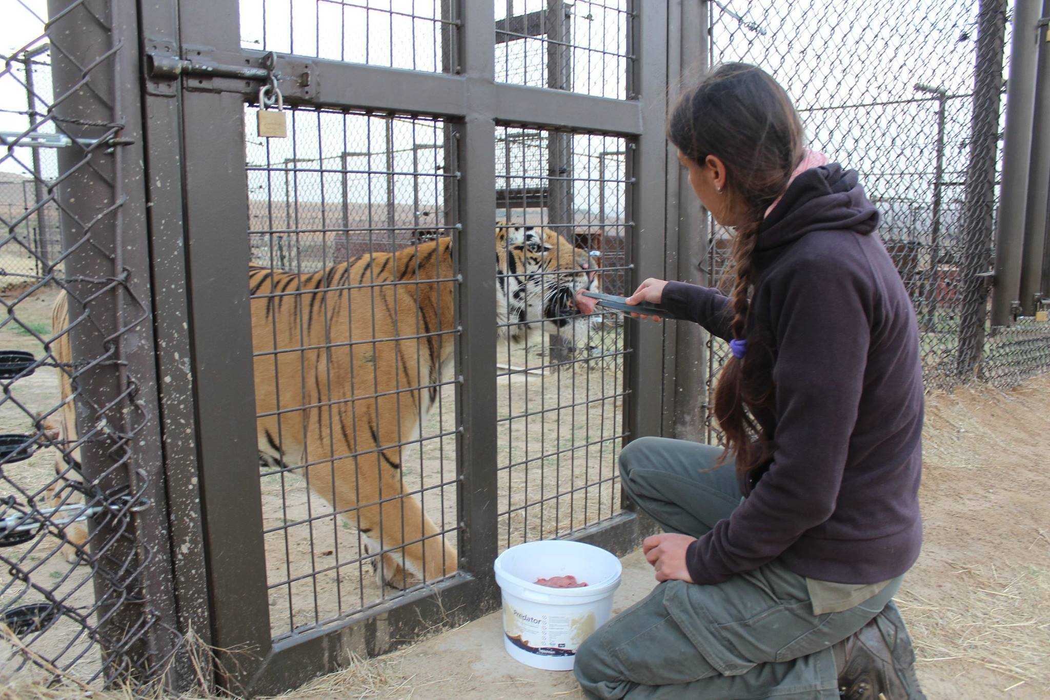 Tygrys uratowany z „Najgorszego zoo na świecie” Teraz wie, jak smakuje wolność