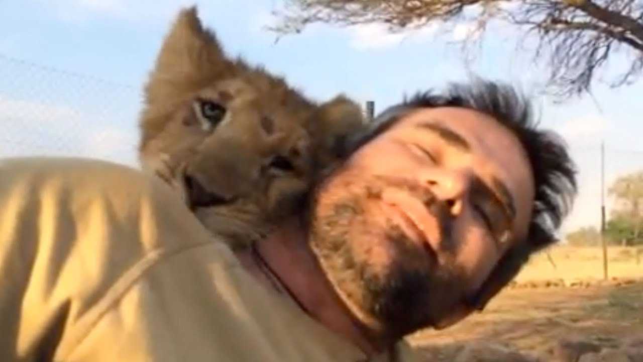 Człowiek, który siedem lat temu uratował dwa lwiątka, powraca i spotyka je twarzą w twarz