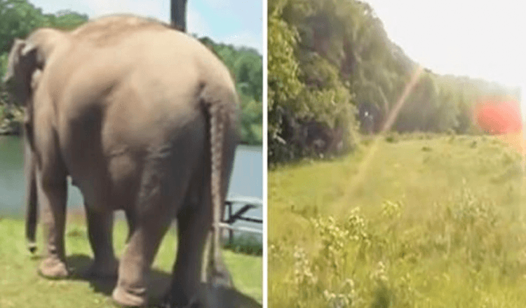 Słoń czeka tygodniami na powrót najlepszego przyjaciela Doggy – oglądaj z podziwem, jak ponownie się spotykają