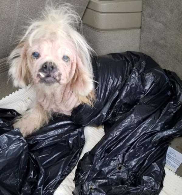 Starszy pies wrzucony do worka na śmieci w schronisku, personel nie mógł uwierzyć, że wciąż żyje
