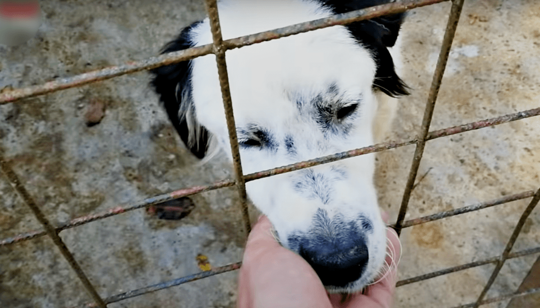 Bezsenny pies położył się obok kobiety i zamknął oczy po raz pierwszy od czasu akcji ratunkowej