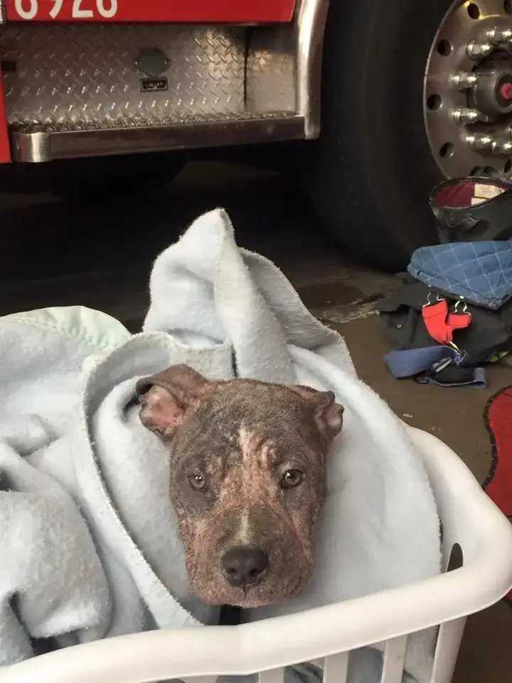 Porzucony szczeniak pitbulla adoptowany przez strażaka, który ją uratował