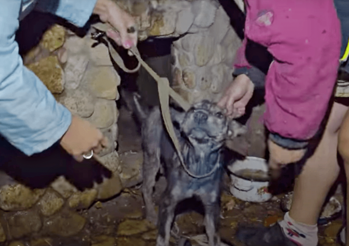 Słaby pies przykuty łańcuchem przez 5 lat płakał, gdy ratownik trzymał twarz w dłoniach