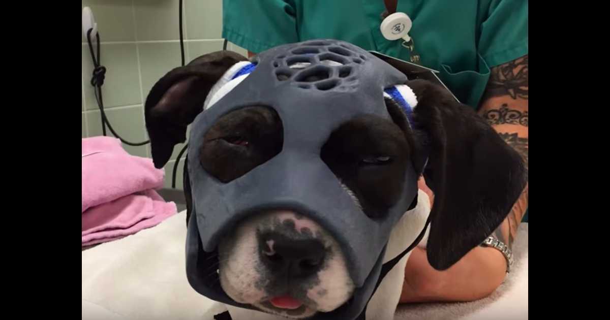 Szczeniak poturbowany podczas walki z psami otrzymuje pierwszą w historii maskę wydrukowaną w 3D, która pomoże uratować jej życie