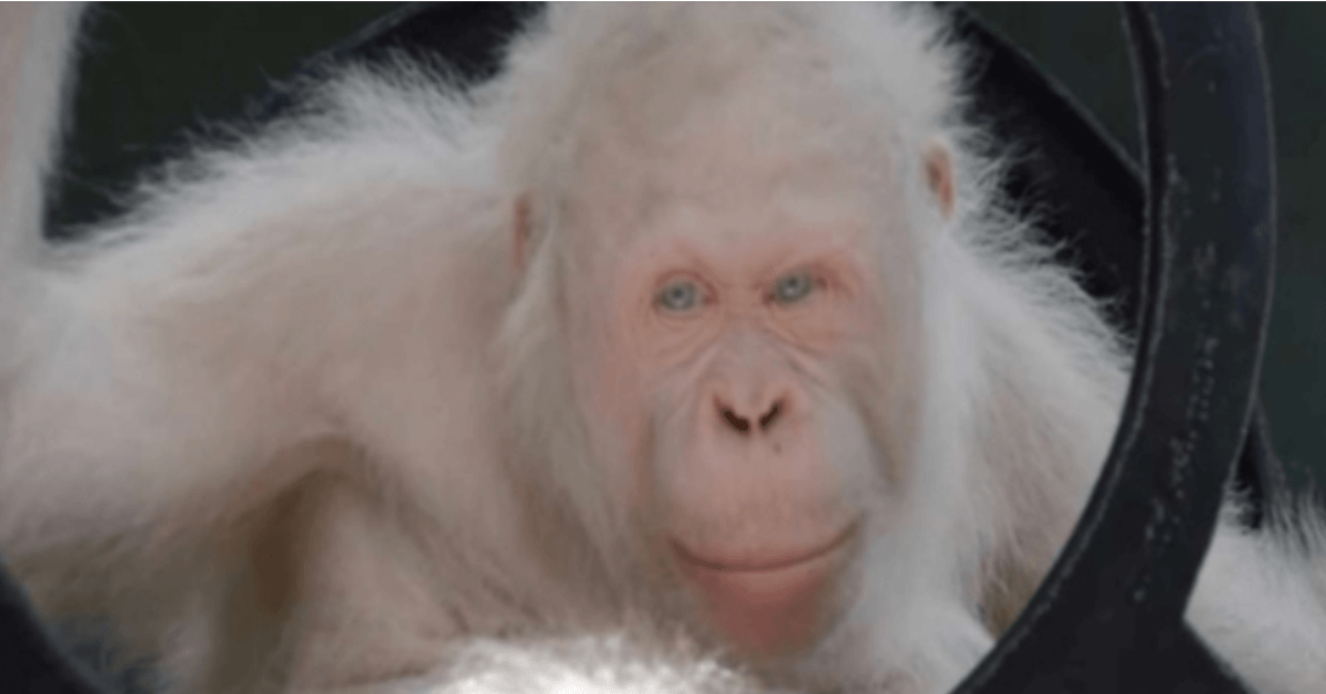 Tylko żywy znaleziony orangutan, ratownicy budują dla niej specjalną wyspę