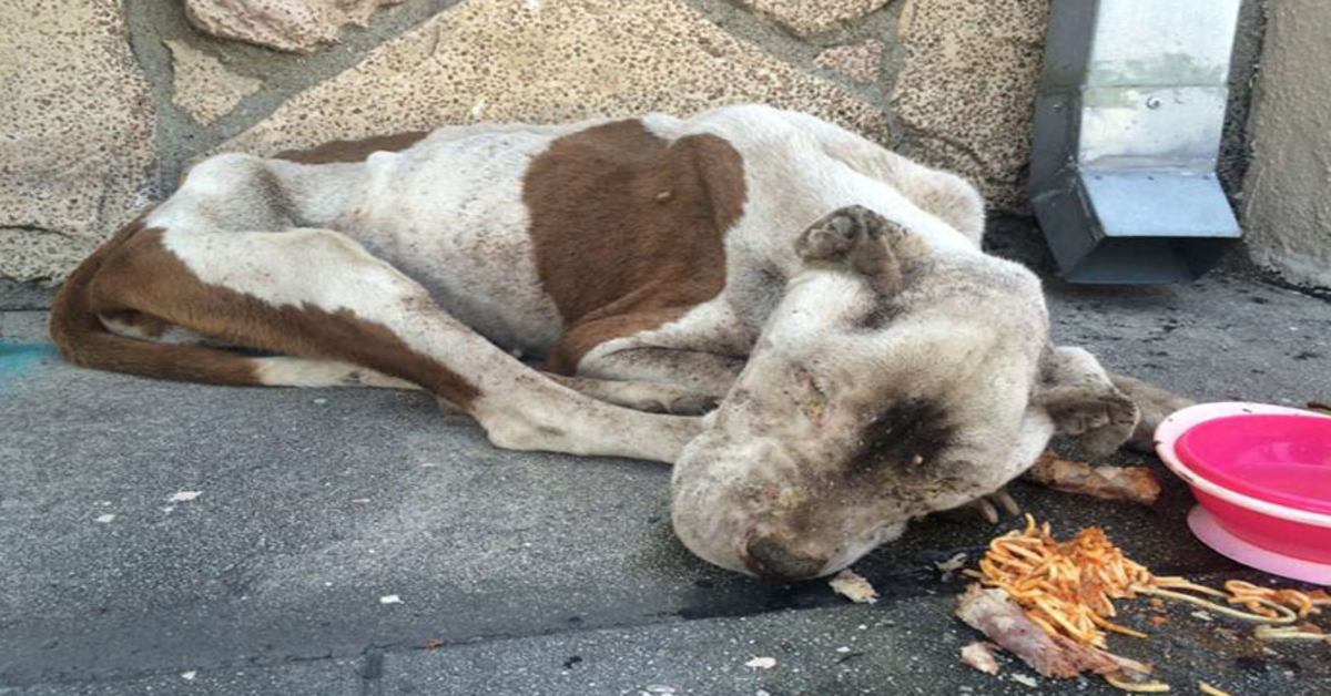 Wygłodniały pies znaleziony umierający na chodniku zyskuje trochę miłości i trudno uwierzyć, że to ten sam pies