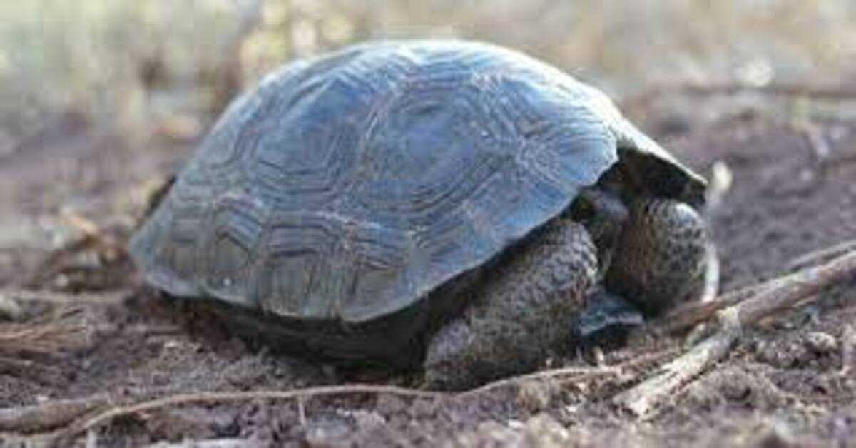 Małe żółwie urodziły się na wyspie Galapagos po raz pierwszy od stu lat